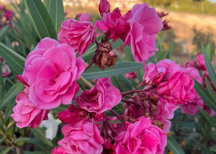 Apartment Midas One *